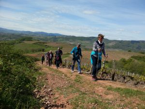 marche nordique dans le beaujolais des pierres dorées