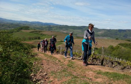 marche nordique dans le beaujolais des pierres dorées